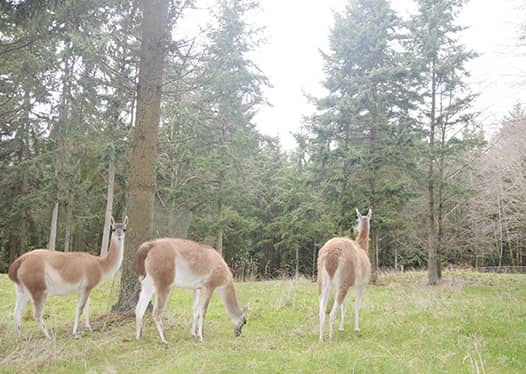 Guanacos | A Fiber Life