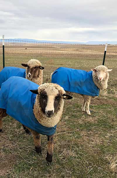 Three Merino wool sheep standing in a field in jackets